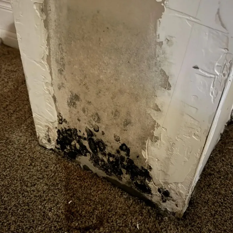 Professional Mold Removal in Simpsonville, SC